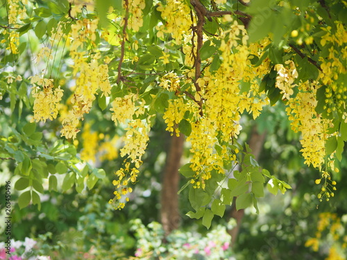 Golden Shower Tree yellow flower nature background