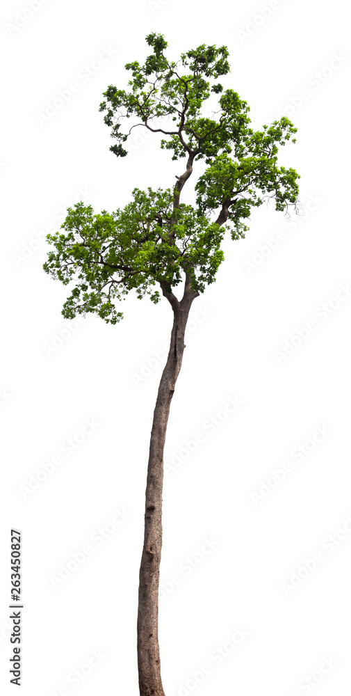 Isolated tree on white background Isolated tree on white background