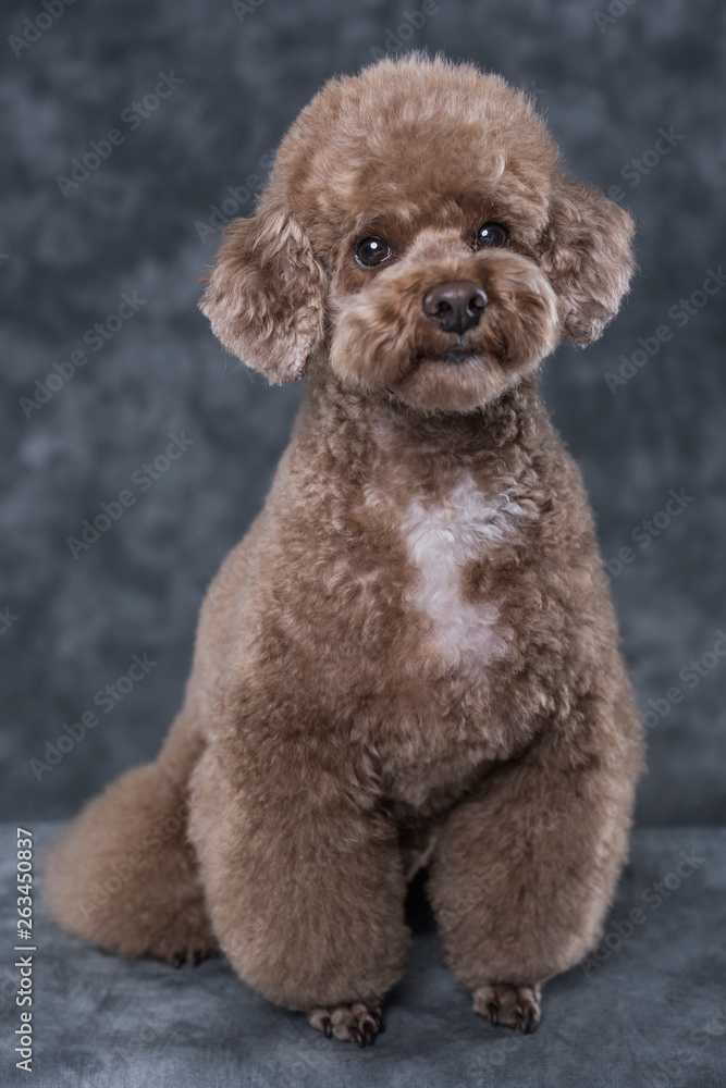 Toy poodle apricot portrait in studio with gray background. Vertical. Toy poodle apricot portrait in studio with gray background. Vertical.