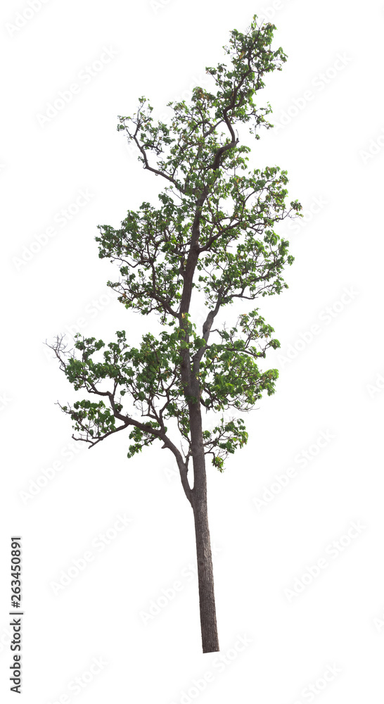 Isolated tree on white background Isolated tree on white background