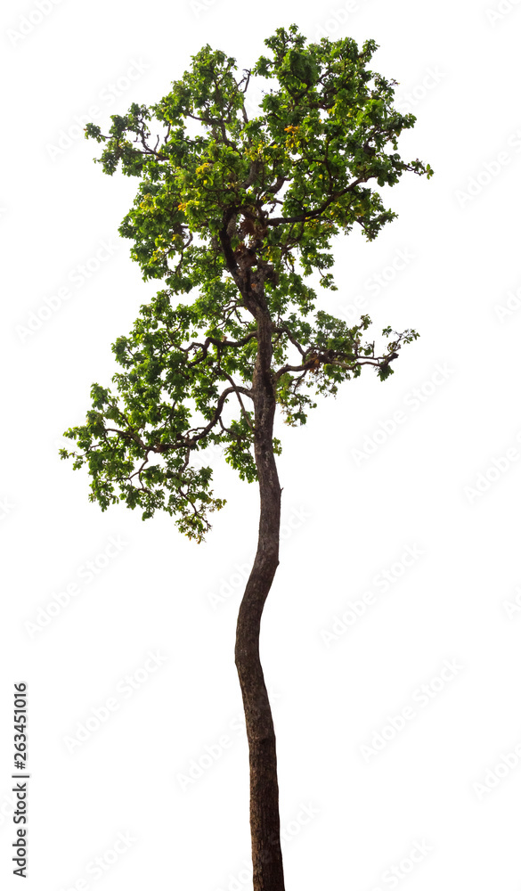 Isolated tree on white background Isolated tree on white background