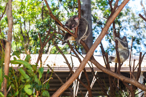 Photography Wild koalas on a tree in a green park in Australia