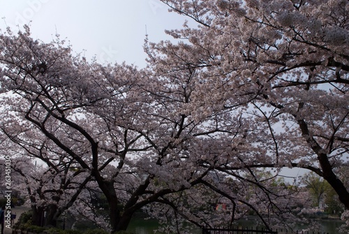 まちなかにある桜