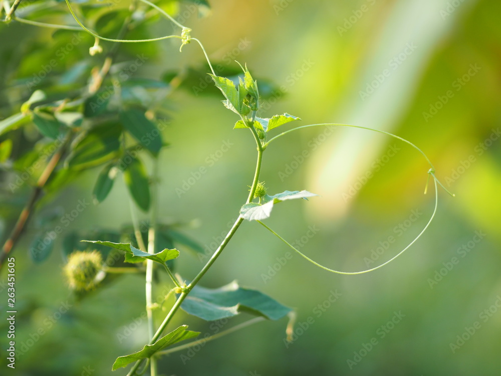 Passiflora foetida Fetid passionflower name fruit nature background Passiflora foetida Fetid passionflower name fruit nature background