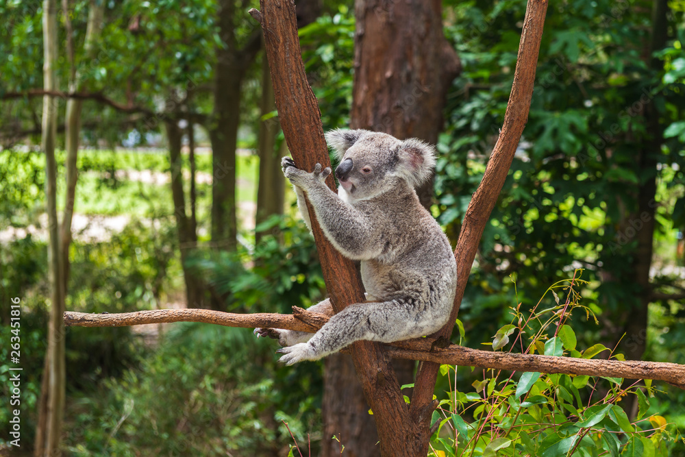 Obraz premium Wild koala on a tree in a green park in Australia