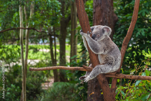 Wild koala on a tree in a green park in Australia