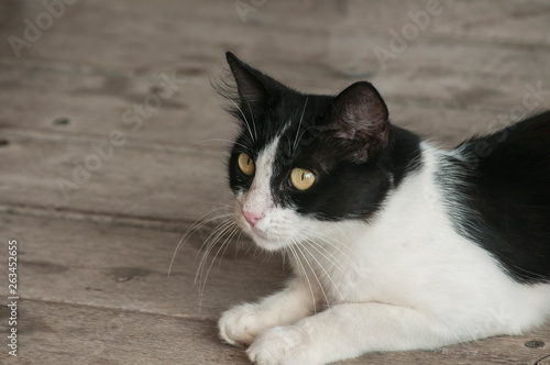 Black and white young male cat lying on wooden boards floor