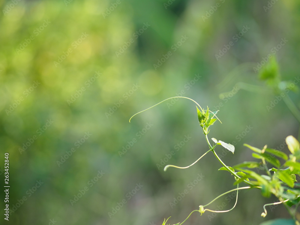 Vine creeping plant climber green leaf blur nature background space for write Vine creeping plant climber green leaf blur nature background space for write