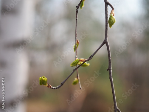 Green branch birch almost blooming in spring