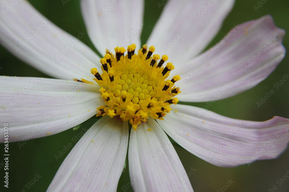 Obraz premium Цветок