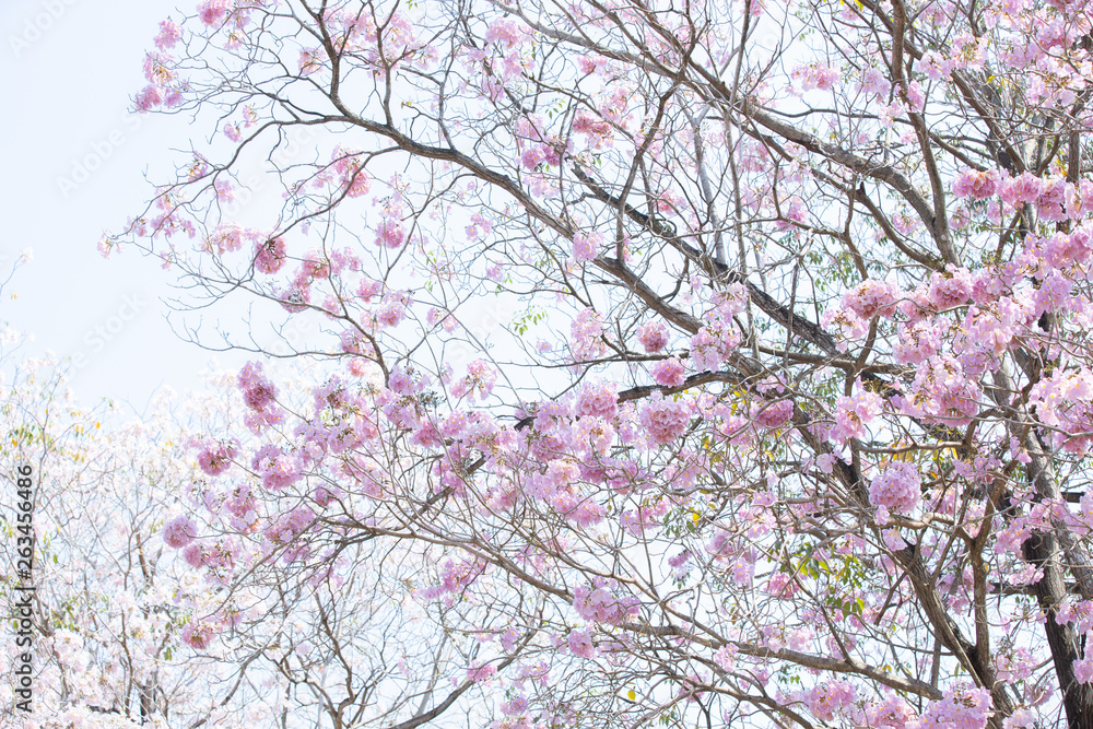 branch of Tabebuia rosea pink trumpet tree branch of Tabebuia rosea pink trumpet tree