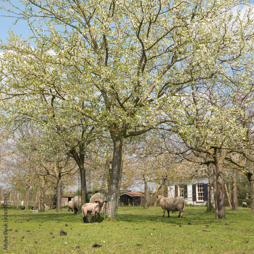 sheep and lambs in green grass under blossoming cherry trees in spring orchard near utrecht in holland sheep and lambs in green grass under blossoming cherry trees in spring orchard near utrecht in holland