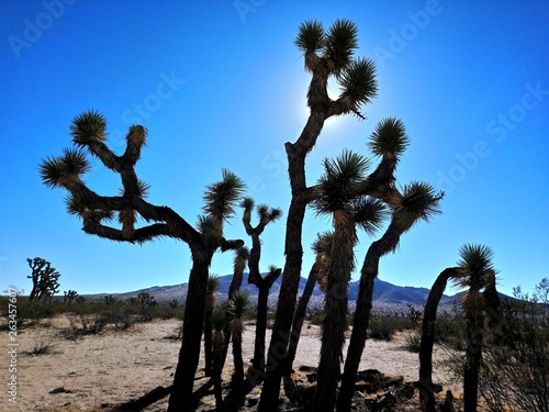 Joshua Tree