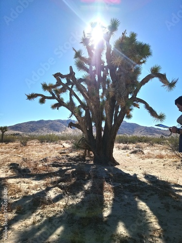 Joshua Tree