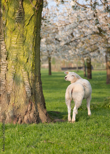 lambs and sheep in spring under blossoming cherry trees in dutch orchard near utrecht
