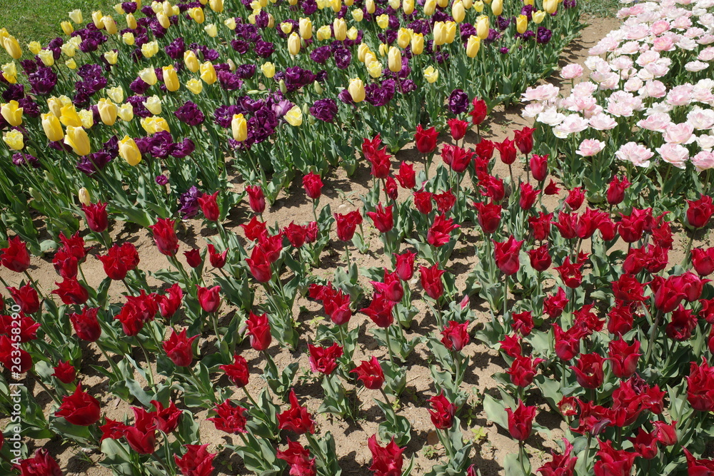 Naklejka premium チューリップの花