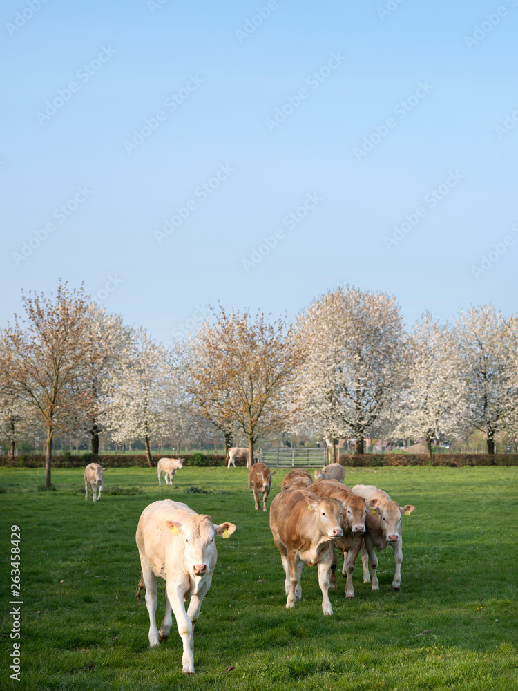 blonde d'aquitaine calves in green meadow with white blossoming spring trees
