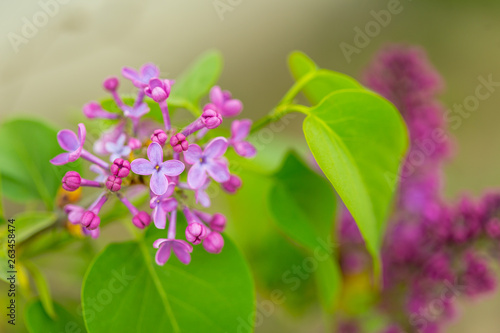 Purple Lilac flowers in spring with blurred green background