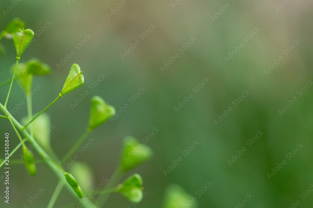 Close up of heart shape pods of Shepherd's purse, Capsella bursa-pastoris Close up of heart shape pods of Shepherd's purse, Capsella bursa-pastoris