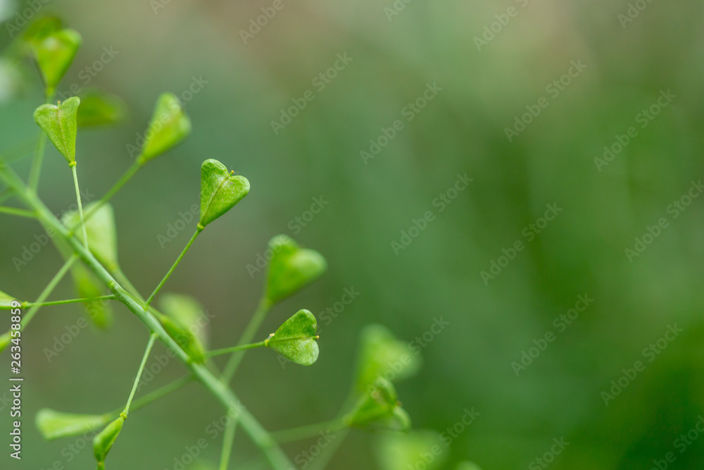 Close up of heart shape pods of Shepherd's purse, Capsella bursa-pastoris Close up of heart shape pods of Shepherd's purse, Capsella bursa-pastoris