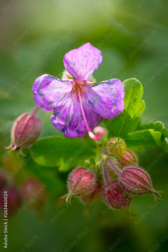 Beautiful purple ping small flowers isolated with blurred green background Beautiful purple ping small flowers isolated with blurred green background