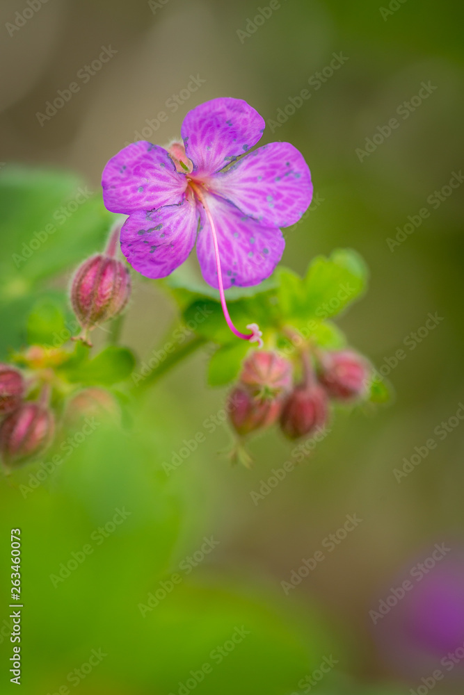 Beautiful purple ping small flowers isolated with blurred green background Beautiful purple ping small flowers isolated with blurred green background