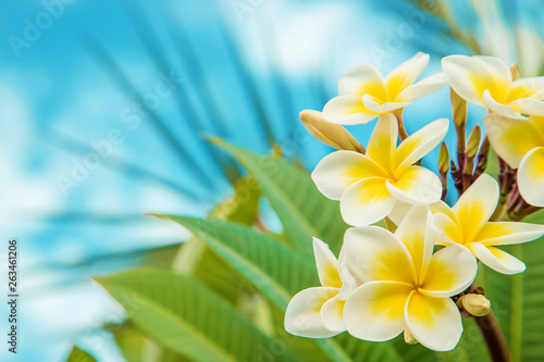 Cuadro en lienzo Plumeria flowers blooming against the sky. Selective focus.