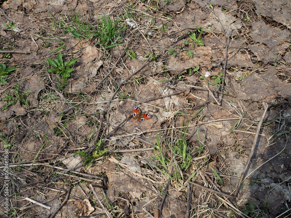 Butterfly Peacock eye on the ground covered with old foliage on a Sunny spring day