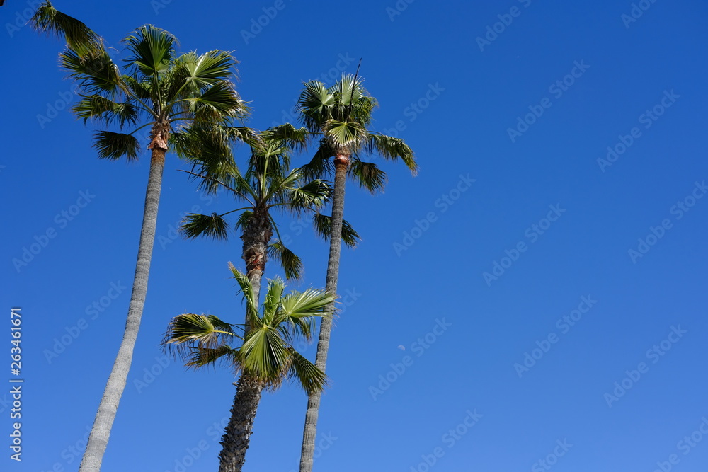 Fototapeta premium palms over southern california