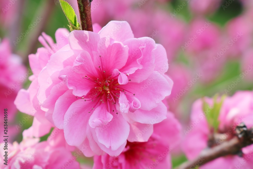 Obraz premium 桃の花 花 春 かわいい 茨城