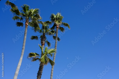 palms over southern california
