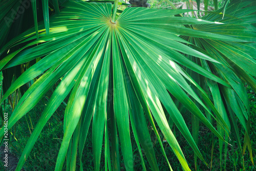 Beautiful green tree  plants  forest and flowers in the outdoor gardens and parks