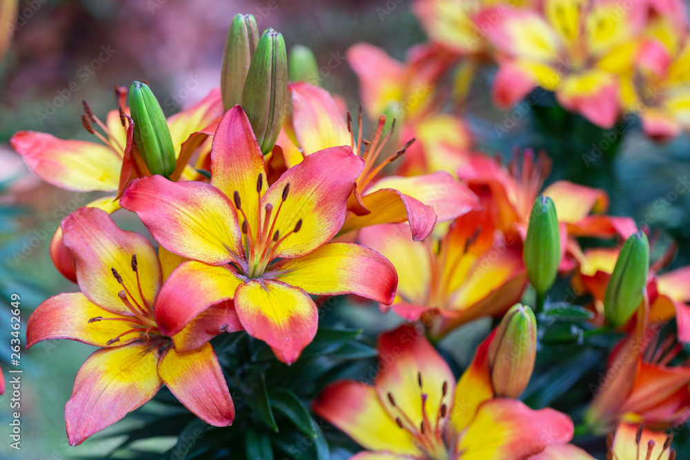 Lily flower and green leaf background in garden at sunny summer or spring day for beauty decoration and agriculture design. Lily Lilium hybrids.