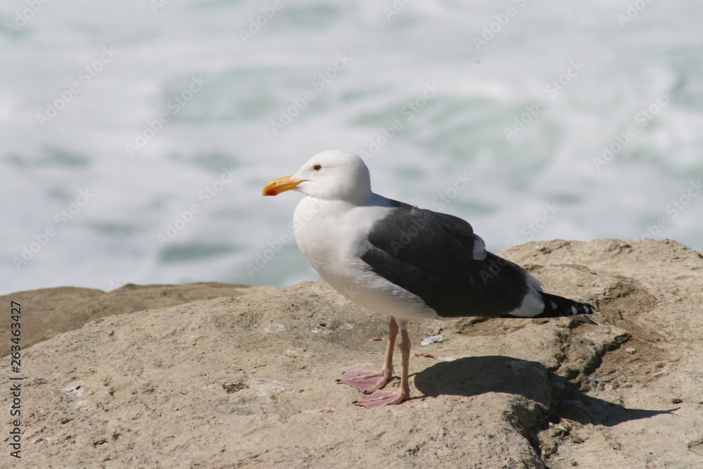 Seagull taking a rest