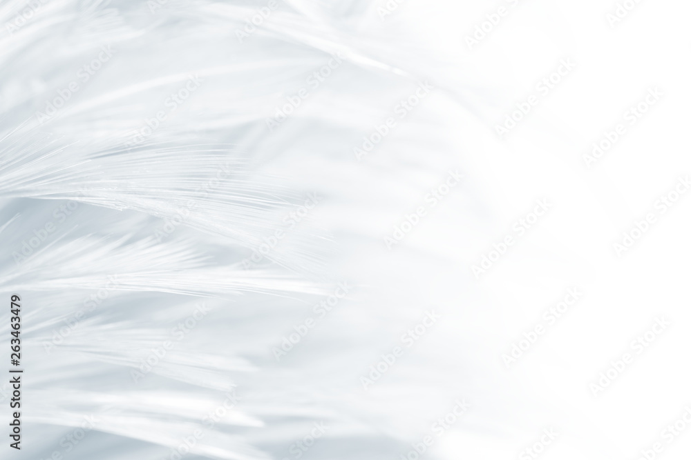 Beautiful white feather pattern texture background Beautiful white feather pattern texture background