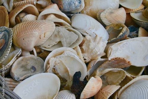 East Coast sea shells