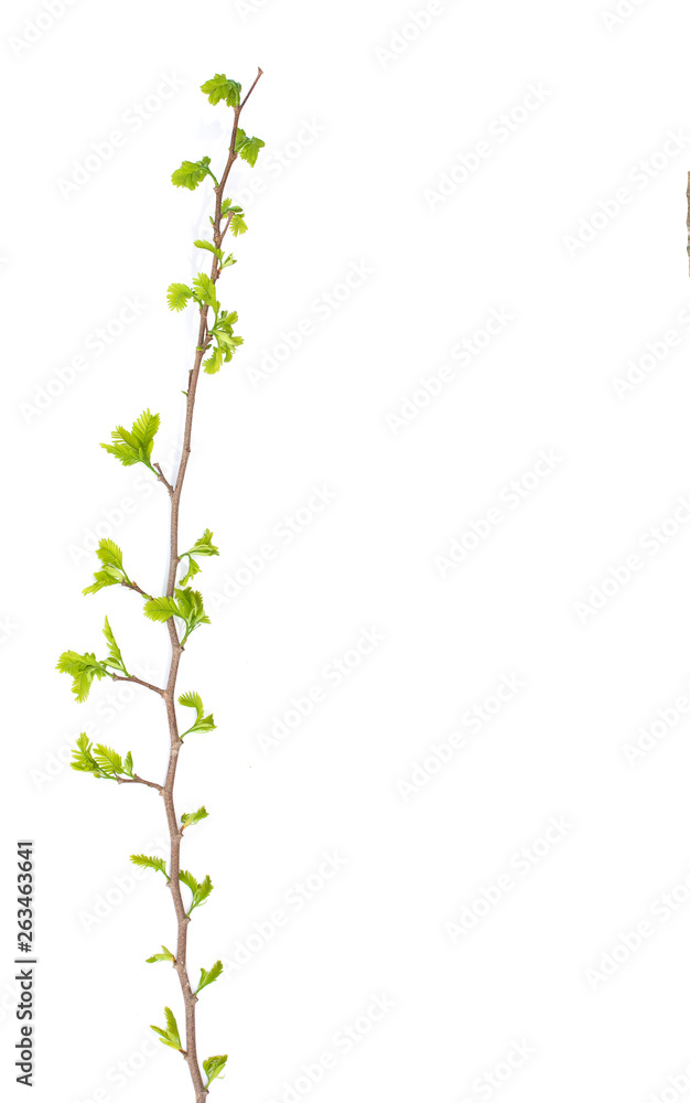 Top of green and yellow tamarind leaves on white background Top of green and yellow tamarind leaves on white background
