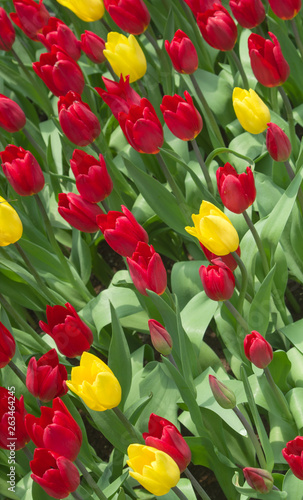 Red and yellow Tulips   © pattamod