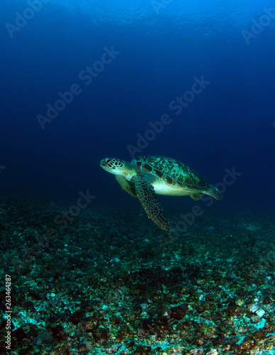 Green turtle - Chelonia mydas. Komodo island, Indonesia. © diveivanov
