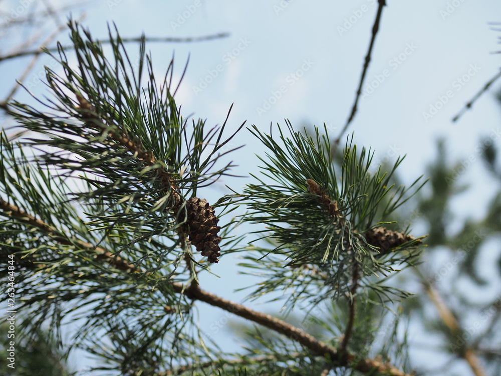 close up picture of pine tree branch with cones close up picture of pine tree branch with cones