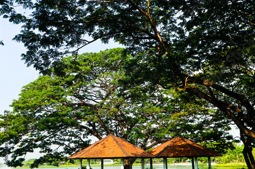 Beautiful green tree, plants, forest and flowers in the outdoor gardens and parks © Weerayuth