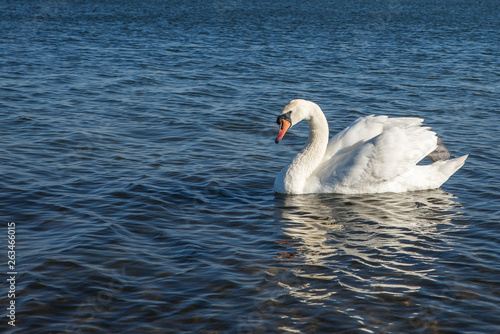 white swan swiming in the lake