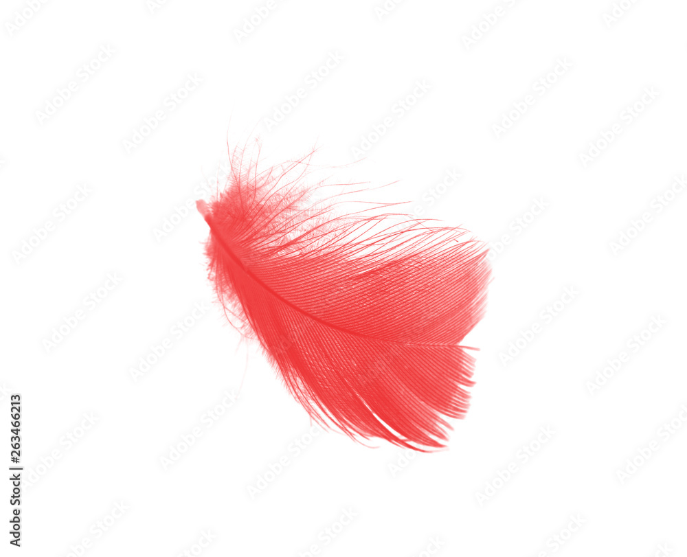 Beautiful red maroon feather isolated on white background Beautiful red maroon feather isolated on white background