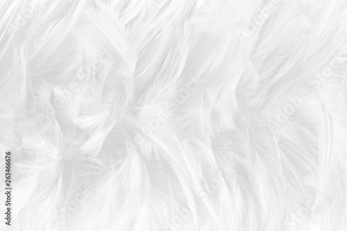 Beautiful white feather pattern texture background