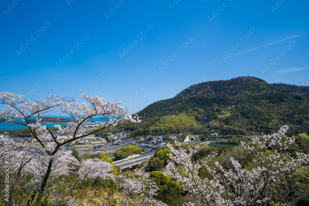 満開の桜　高松自動車道　瀬戸内海(香川県さぬき市)