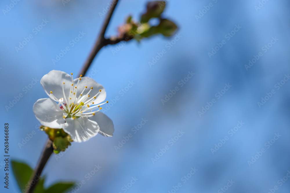 Close up of Plum flower blooming in spring. Blossom flowers isolated with blurred background Close up of Plum flower blooming in spring. Blossom flowers isolated with blurred background