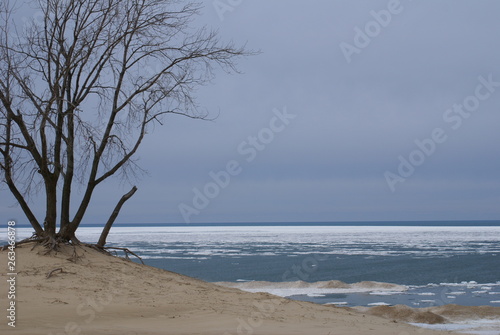 tree on the beach © Derrick