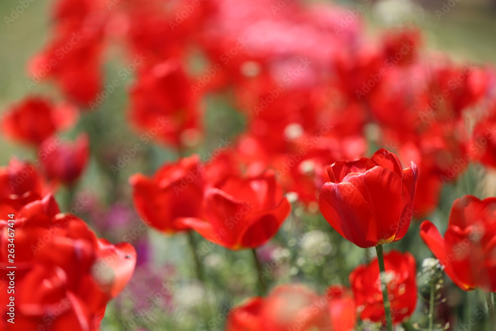 Obraz premium 春の公園に咲く赤いチューリップ