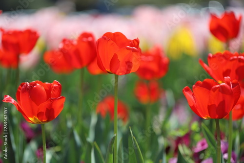 春の公園に咲く赤いチューリップ © K.Douzin