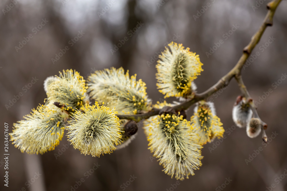 Beautiful, fluffy goat willow (Salix caprea) with pollen, on a blurry front, on a warm spring day. Beautiful, fluffy goat willow (Salix caprea) with pollen, on a blurry front, on a warm spring day.